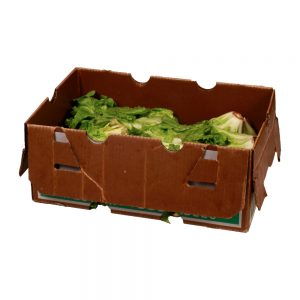 Escarole Lettuce | Packaged