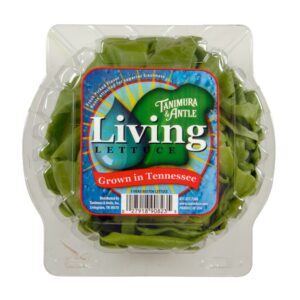 Bibb Lettuce | Packaged