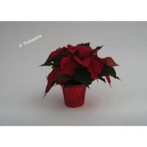 Red Holiday Poinsettia | Styled