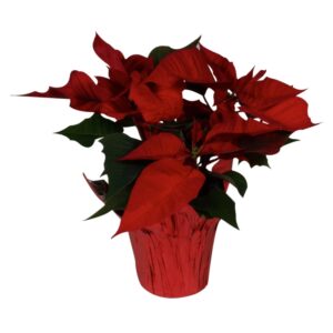 Red Holiday Poinsettia | Raw Item