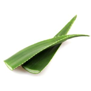 Aloe Leaves | Raw Item