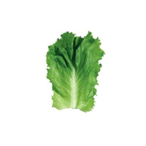 Green Leaf Lettuce | Raw Item