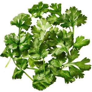 Fresh Cilantro | Raw Item