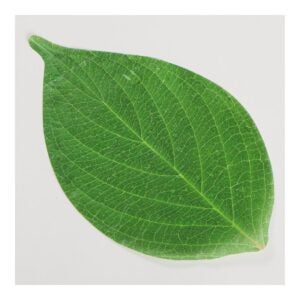 250CT CHEESE PAPER, LEAF, 12″ PPL12 | Raw Item