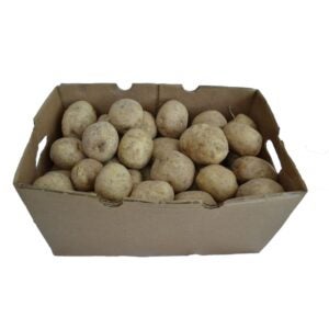 POTATO KENNEBECK 1-50# | Packaged