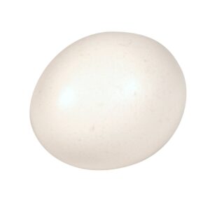 Cage Free Large Eggs | Raw Item