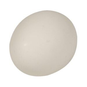 Shell Eggs | Raw Item