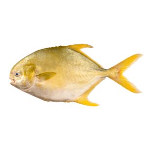 CStar WHL Golden Pompano, 400-600g 10 lb | Raw Item