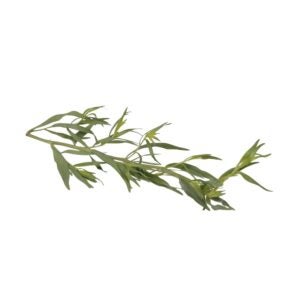 1-1/2# FRESH TARRAGON | Raw Item