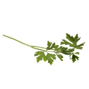 PARSLEY STRAIGHT 6CT P/L | Raw Item