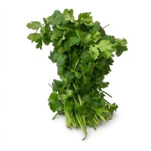 Cilantro | RAW